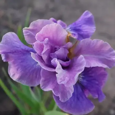 Ирис ХЭВИНГ ФАН сибирский в Новополоцке