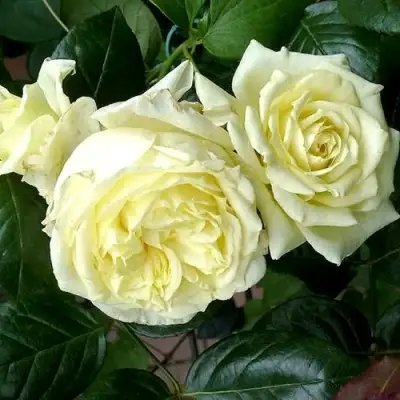 Роза ЭЛЬФ плетистая в Новополоцке