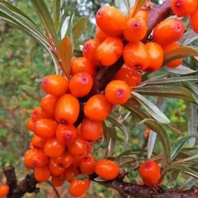 Облепиха ДЖЕМОВАЯ в Новополоцке