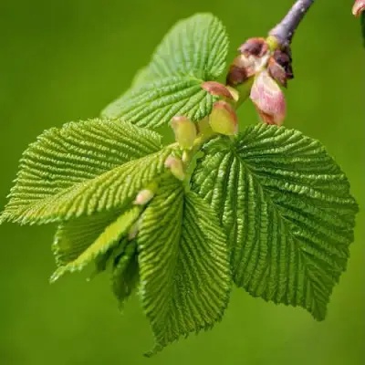 Вяз обыкновенный в Новополоцке