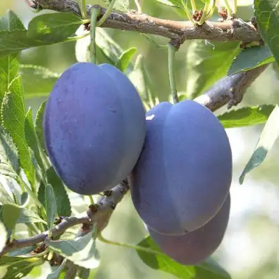 Слива СТЭНЛИ в Новополоцке