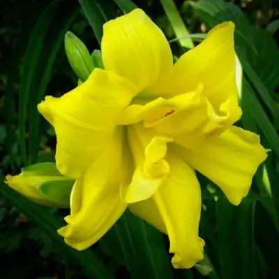 Лилейник ДАБЛ РИВЕР ВАЙ гибридный в Новополоцке