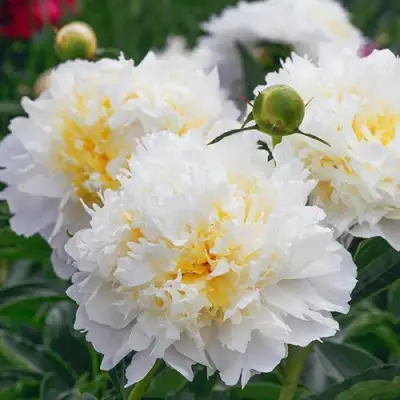 Пион ЧЕДДЕР ЧИЗ травянистый в Новополоцке