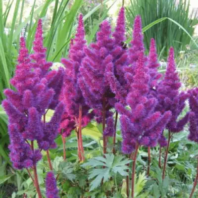 Астильба БЛЭК ЭНД БЛУ китайская в Новополоцке