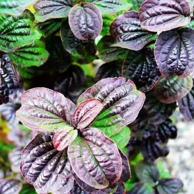 Дерен КОМПРЕССА кроваво-красный в Новополоцке