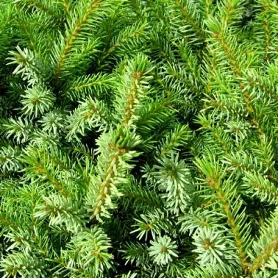 Ель НАНА сербская в Новополоцке