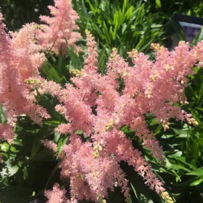 Астильба БРЕССИНГЕМ БЬЮТИ Арендса в Новополоцке