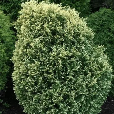 Туя ЛИТОМИШИЛ западная в Новополоцке