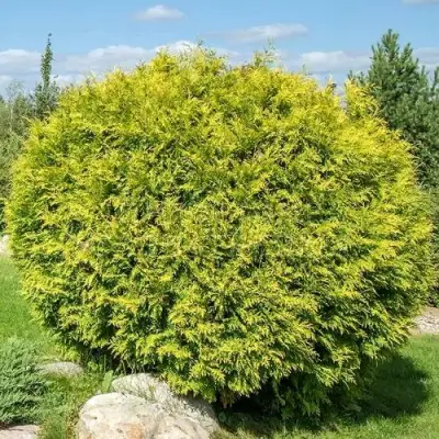 Туя ГОЛДЕН ГЛОБ западная в Новополоцке