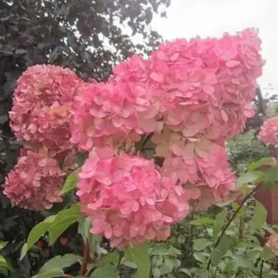 гортензия амарин