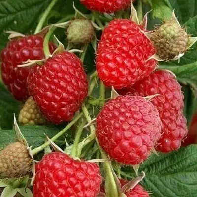 Малина ГЛЕН АМПЛ в Новополоцке