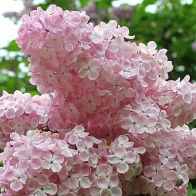 Сирень ВЕЧЕРНИЙ ЗВОН в Новополоцке