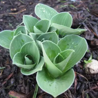 Хоста МОНСТЕР ИРЗ гибридная в Новополоцке