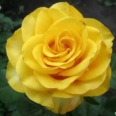 Роза КЕРИО чайно-гибридная в Новополоцке