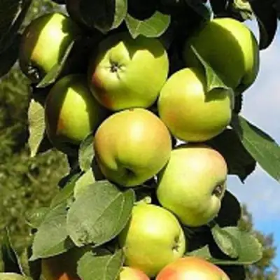 Яблоня ПРЕЗИДЕНТ колонновидная в Новополоцке