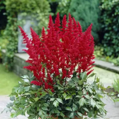 Астильба СПАРТАН Арендса в Новополоцке