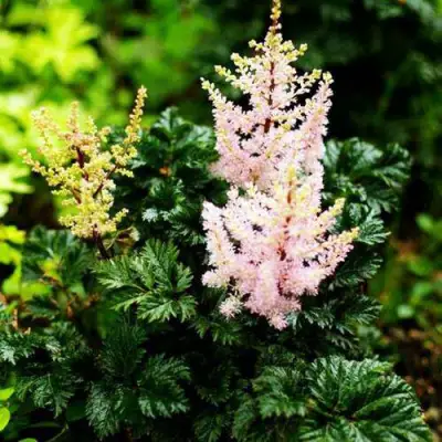 Астильба ЛИЛИПУТ курчавая в Новополоцке