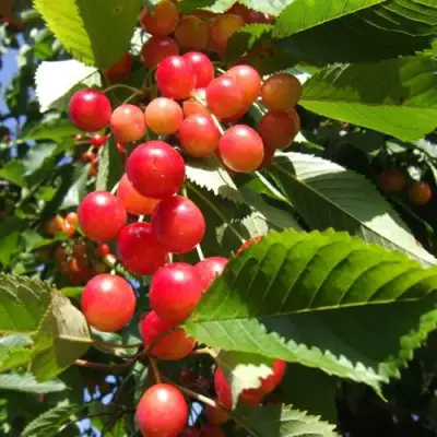 Черешня БРЯНСКАЯ РОЗОВАЯ в Новополоцке