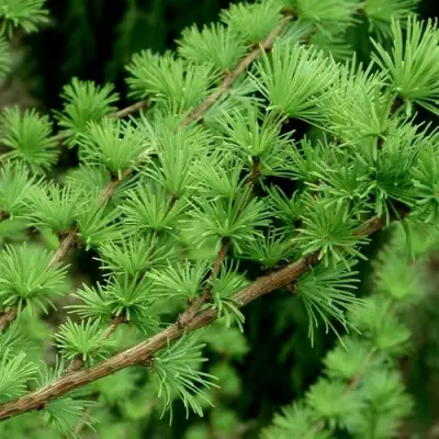 Лиственница европейская в Новополоцке