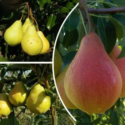 Комплект ТРИ ГРАЦИИ в Новополоцке