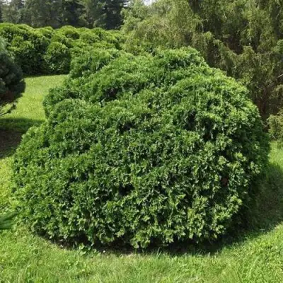 Туя УМБРАКУЛИФЕРА западная в Новополоцке