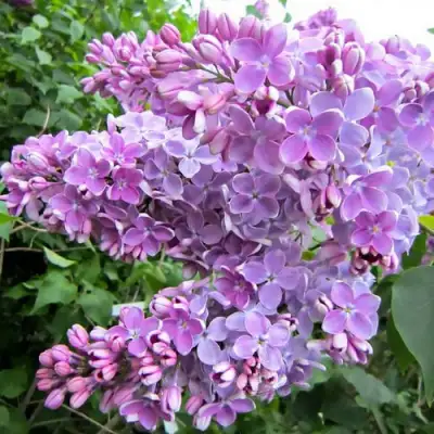 Сирень ОЛЯ в Новополоцке