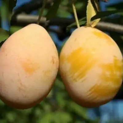 Слива ВАШИНГТОН в Новополоцке