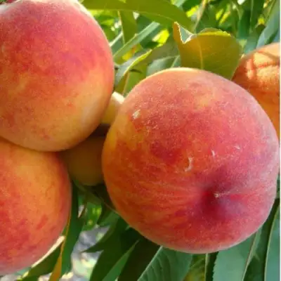 Персик ДИВНЫЙ в Новополоцке