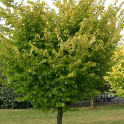 Вяз обыкновенный в Новополоцке