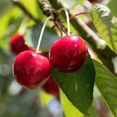 Черешня ТЕРЕМОШКА в Новополоцке