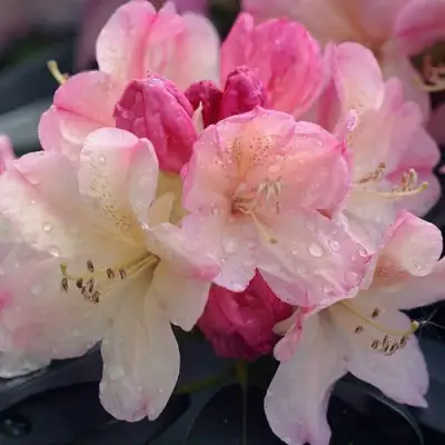 Рододендрон ПЕРСИ ВАЙСМАН в Новополоцке