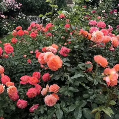 Роза БЕЛЬВЕДЕР шраб в Новополоцке