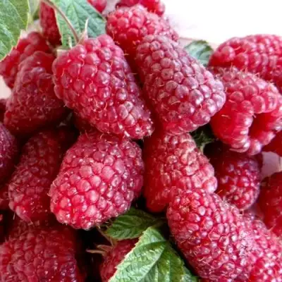 Малина КАСКАД ДЕЛАЙТ в Новополоцке