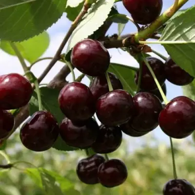 Вишня СВЕРДЛОВЧАНКА степная в Новополоцке