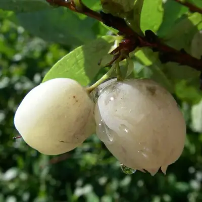 Голубика СНЕГУРОЧКА в Новополоцке