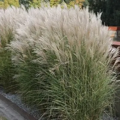 Мискантус КЛЯЙН СИЛЬБЕРСПАЙН китайский  в Новополоцке