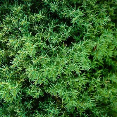 Туя ТЕДДИ западная в Новополоцке