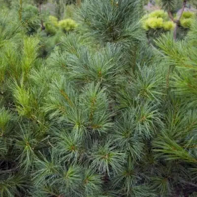 Сосна АРМАНДИ в Новополоцке
