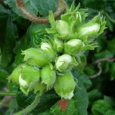 Фундук ВЕББА ЦЕННЫЙ в Новополоцке