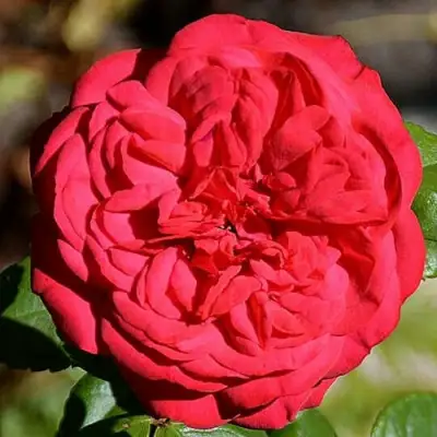 саженцы розы Пиано Ред