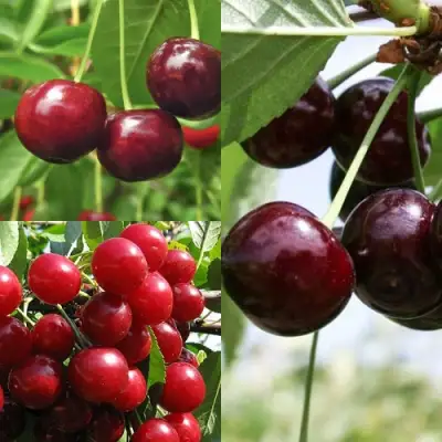 Комплект ВИШНЕВЫЙ САД в Новополоцке