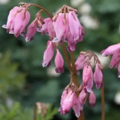 Дицентра изящная в Новополоцке