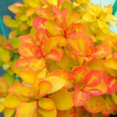 Барбарис САММЕР САНСЕТ тунберга в Новополоцке