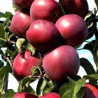 Яблоня СОЗВЕЗДИЕ колонновидная в Новополоцке