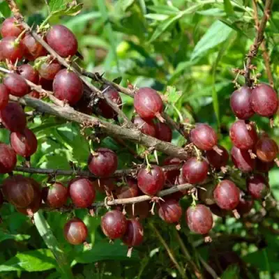 Крыжовник ОЛАВИ (ХИННОНМАЕН ПУНАЙНЕН) в Новополоцке