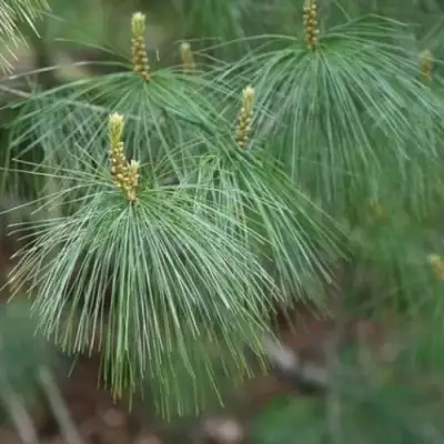 Сосна АРМАНДИ в Новополоцке