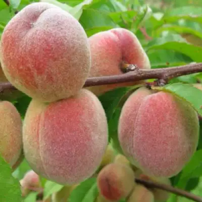 Персик ЕЛГАВСКИЙ в Новополоцке