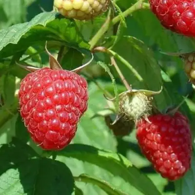 Малина ТАДМОР в Новополоцке