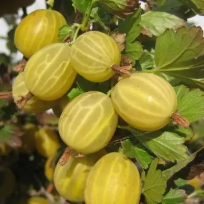 Крыжовник ЯРОВОЙ в Новополоцке