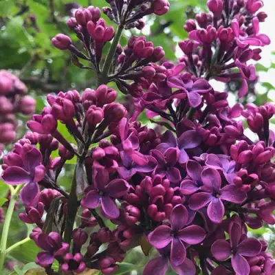 Сирень ЛЮДВИГ ШПЕТ в Новополоцке